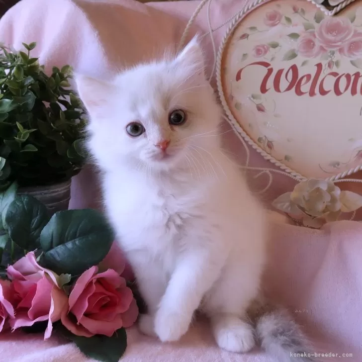 ID:2407-00921の子猫