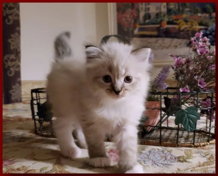 ID：2105-02517の子猫