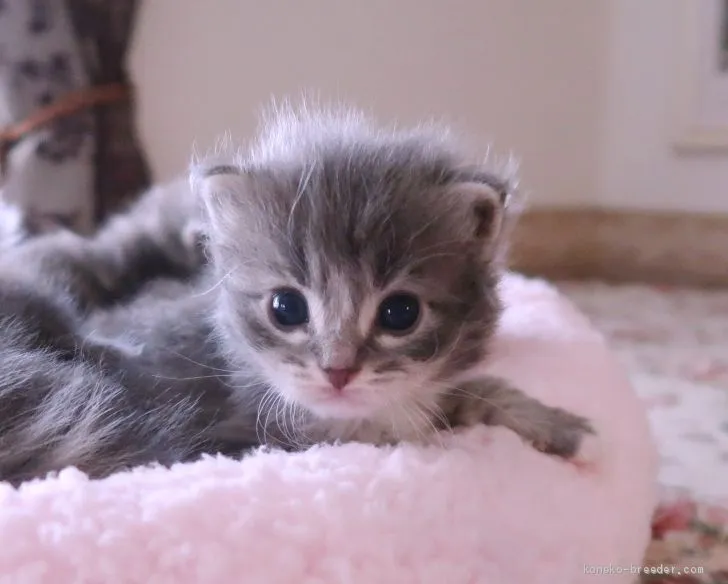 ID:2102-00677の子猫