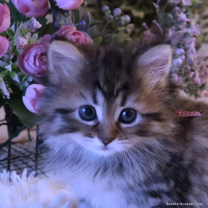 ID：2404-03028の子猫