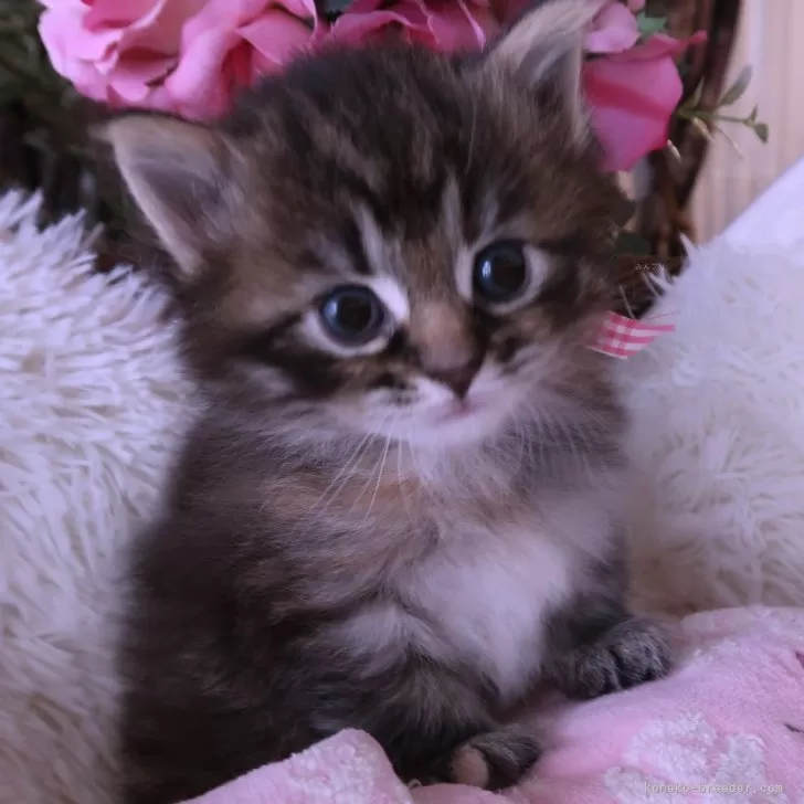 ID：2404-01586の子猫