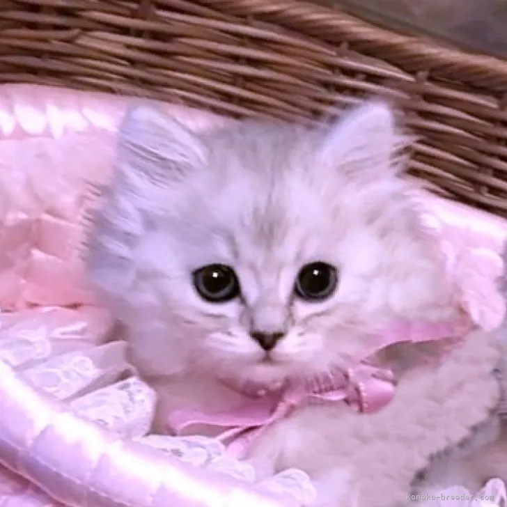 ID:2304-01151の子猫