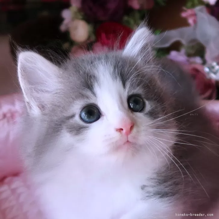 ID：2406-03313の子猫