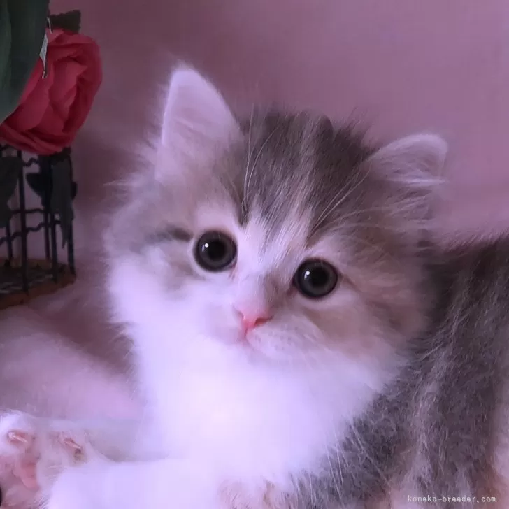 K.K 様のお迎えした子猫