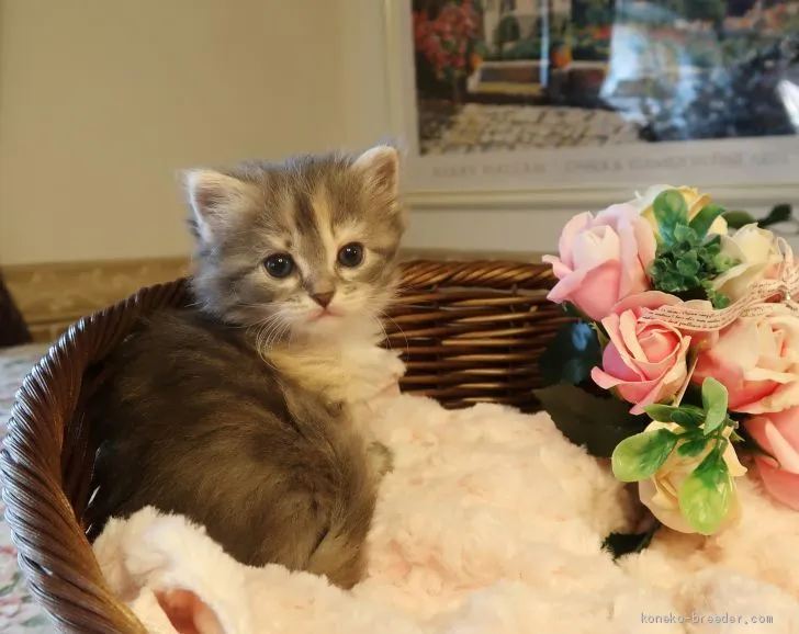 ID:2102-00717の子猫