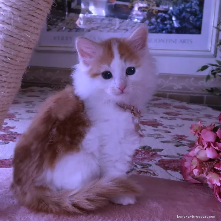 ID：2311-02262の子猫