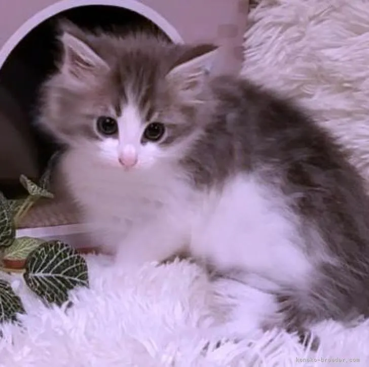 ID:2211-01079の子猫