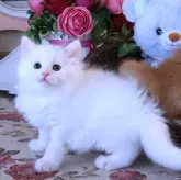 サイベリアン【埼玉県・男の子・2023年6月2日・ホワイト】の写真1「めちゃくちゃ可愛い男の子💓」