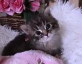 サイベリアン【埼玉県・女の子・2024年3月24日・ブラウンタビー】の写真2「すくすく育っています。」