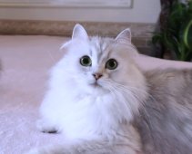 サイベリアン【・女の子・2021年3月6日・SILVER TABBY&WHITE】「「リリーちゃん～♪」というと「ニャー～♪」と答えます！」