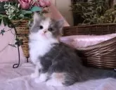 サイベリアン【埼玉県・女の子・2024年10月1日・ダイリュートキャリコ】の写真3「人懐っこく抱っこが好き💗」