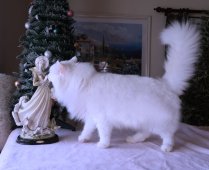 ノルウェージャンフォレストキャット【・男の子・2021年9月14日・WHITE】