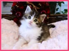 ノルウェージャンフォレストキャット【埼玉県・女の子・2021年4月27日・ブラウンタビー&ホワイト】の写真4「♡人懐っこく可愛い！」