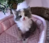 サイベリアン【埼玉県・女の子・2024年10月1日・ダイリュートキャリコ】の写真4「胸元の白い“エプロン”が可愛い💗」