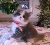 サイベリアン【埼玉県・女の子・2024年10月1日・ダイリュートキャリコ】の写真5「会いに来てね💗」