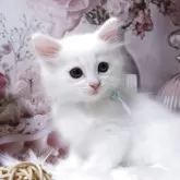 サイベリアン【埼玉県・男の子・2025年9月3日・ホワイト】の写真2「とても美しい男の子です。」