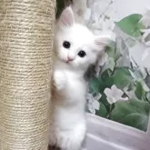 サイベリアン【埼玉県・男の子・2025年9月3日・ホワイト】の写真7「兄弟と楽しく遊んでいます。」