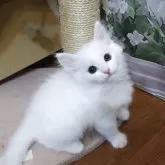 サイベリアン【埼玉県・男の子・2025年9月3日・ホワイト】の写真6「チャーミングなお顔、女の子のようです。」