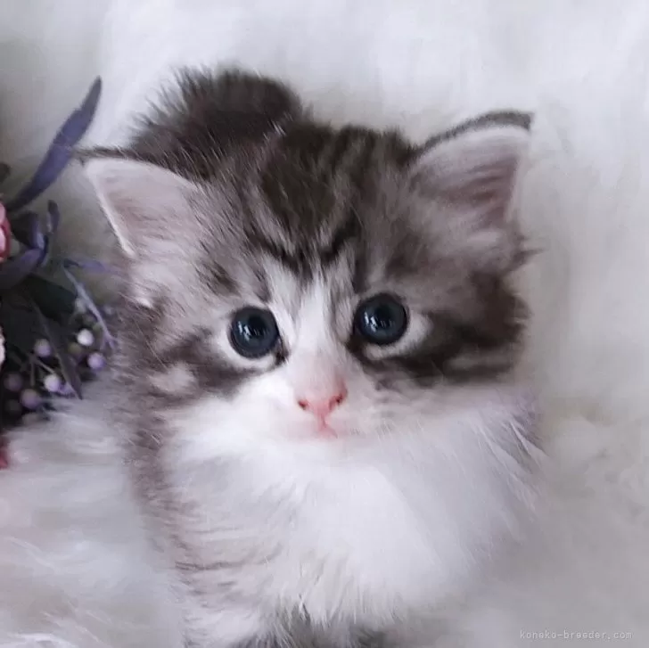 ID：2509-02962の子猫