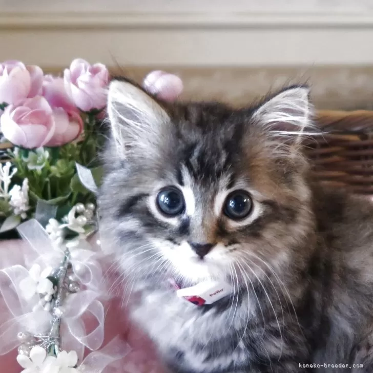 ID：2505-01714の子猫