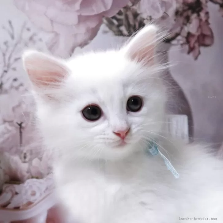 サイベリアン【埼玉県・男の子・2025年9月3日・ホワイト】の写真1「11/6体重1200g ごはんをよく食べ、健康診断も異常ありません。」