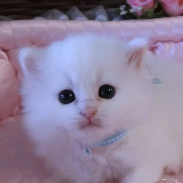 ID：2503-01656の子猫