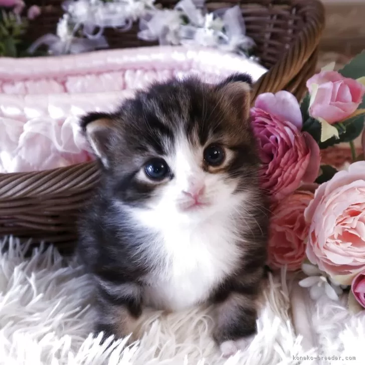 ID:2506-00908の子猫