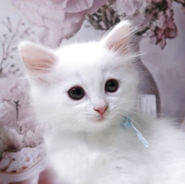 サイベリアン【埼玉県・男の子・2025年9月3日・ホワイト（トリプルコート）】の写真「とっても綺麗な王子様💗血統優秀」