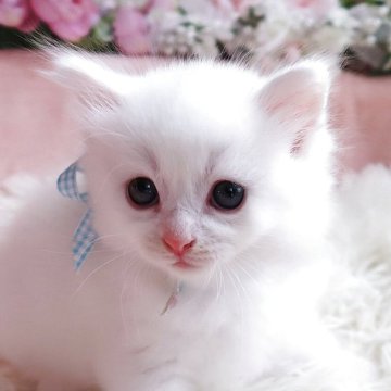サイベリアン【埼玉県・男の子・2025年9月3日・ホワイト（トリプルコート）】の写真「ふあふあで美しい王子さま💗甘えん坊さん」