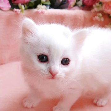 サイベリアン【埼玉県・女の子・2025年9月3日・ホワイト（トリプルコート）】の写真「真っ白なふあもこ天使💗人懐っこいお姫様」