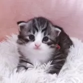 ノルウェージャンフォレストキャット
