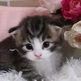 ノルウェージャンフォレストキャット
