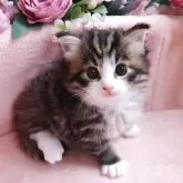 ノルウェージャンフォレストキャット