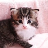ノルウェージャンフォレストキャット
