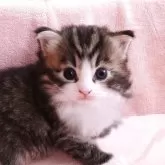 ノルウェージャンフォレストキャット