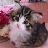 ノルウェージャンフォレストキャット