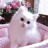 サイベリアン