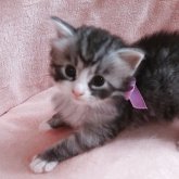 ノルウェージャンフォレストキャット