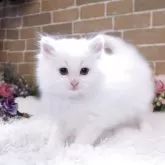 サイベリアン