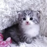 ノルウェージャンフォレストキャット