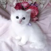 サイベリアン
