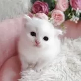 サイベリアン