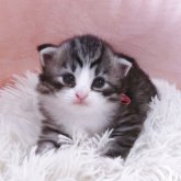 ノルウェージャンフォレストキャット