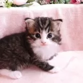 ノルウェージャンフォレストキャット