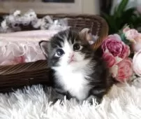 ノルウェージャンフォレストキャット【埼玉県・男の子・2025年5月17日・ブルータビー&ホワイト】の写真3