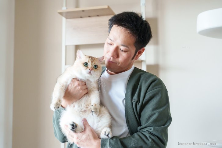 海外の上質な血統をひくブリティッシュ🐈SNSでも大人気✨｜三原　好太(みはら　こうた)ブリーダー(山形県・ブリティッシュショートヘアなど・ICP登録)の紹介写真4