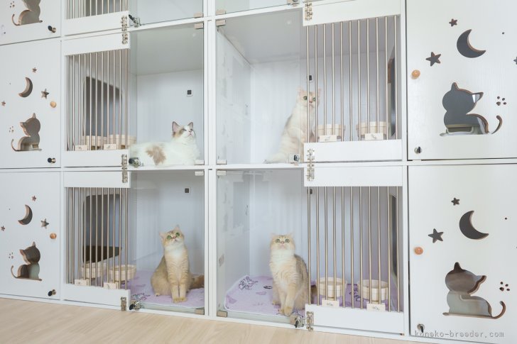 子育ては個室で。母猫にとって安心できる環境作りを心がけています✨｜三原　好太(みはら　こうた)ブリーダー(山形県・ブリティッシュショートヘアなど・ICP登録)の紹介写真7