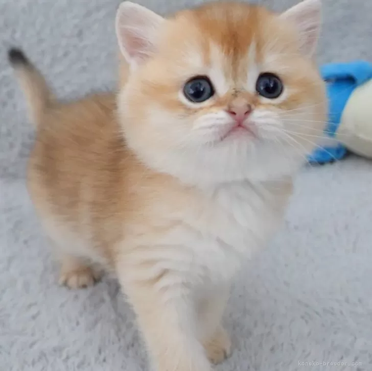 ID：2411-00257の子猫