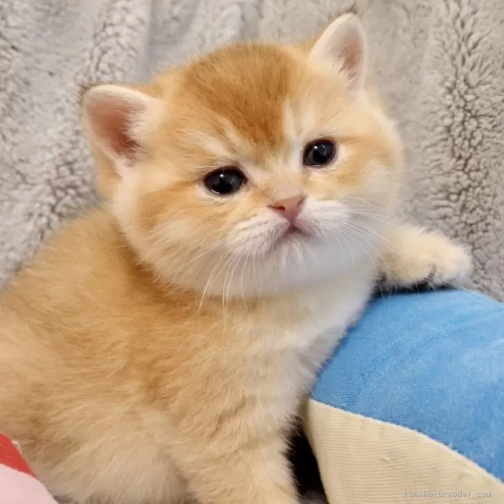 ID：2411-01982の子猫