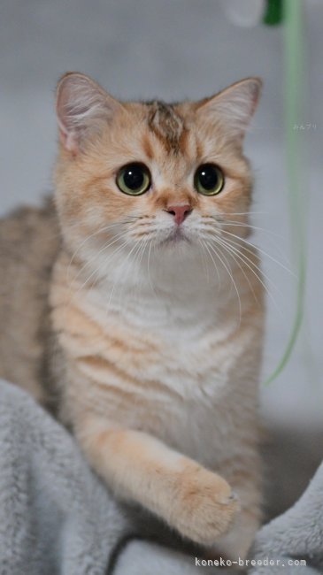 ブリティッシュショートヘア【・女の子・2024年5月14日・ゴールデン】